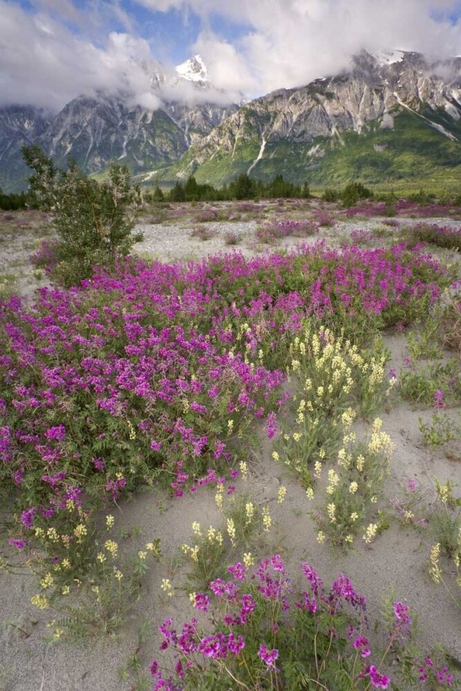 Alaska View of flowers and Fairweather Range by Don Paulson - Item # VARPDXUS02BJA0150