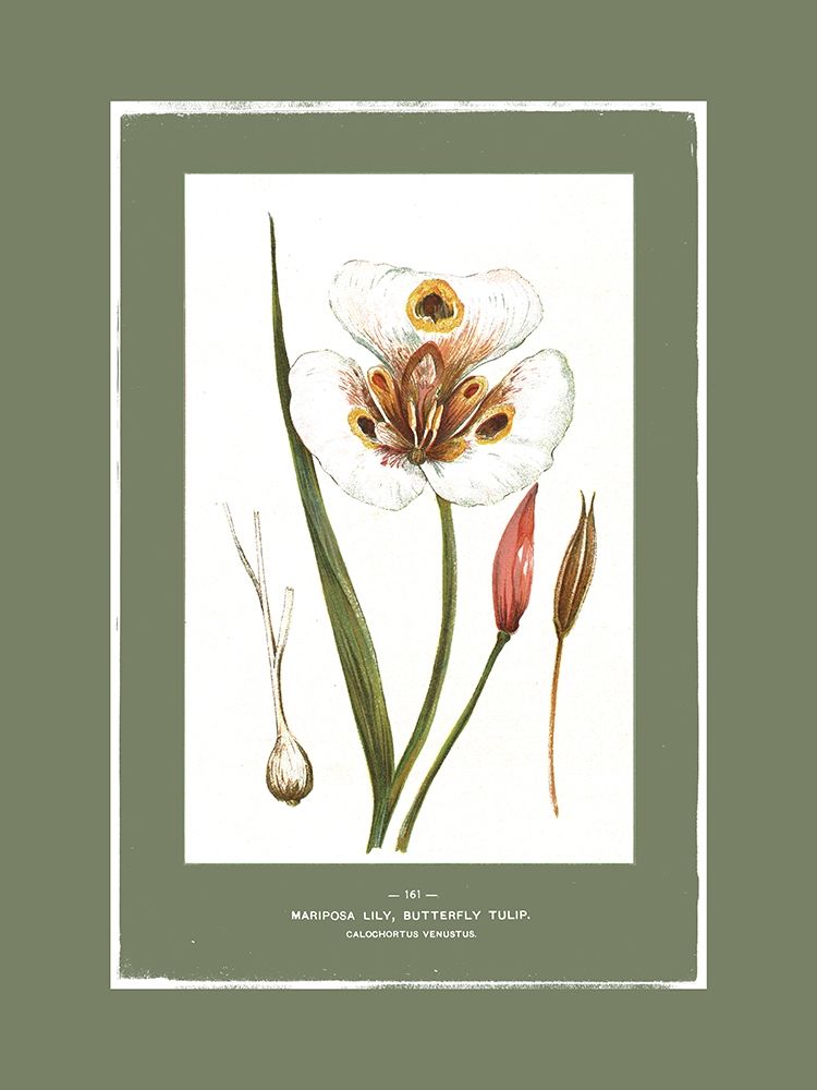 Green Botanics I by PI Studio - Item # VARPDXPM230A