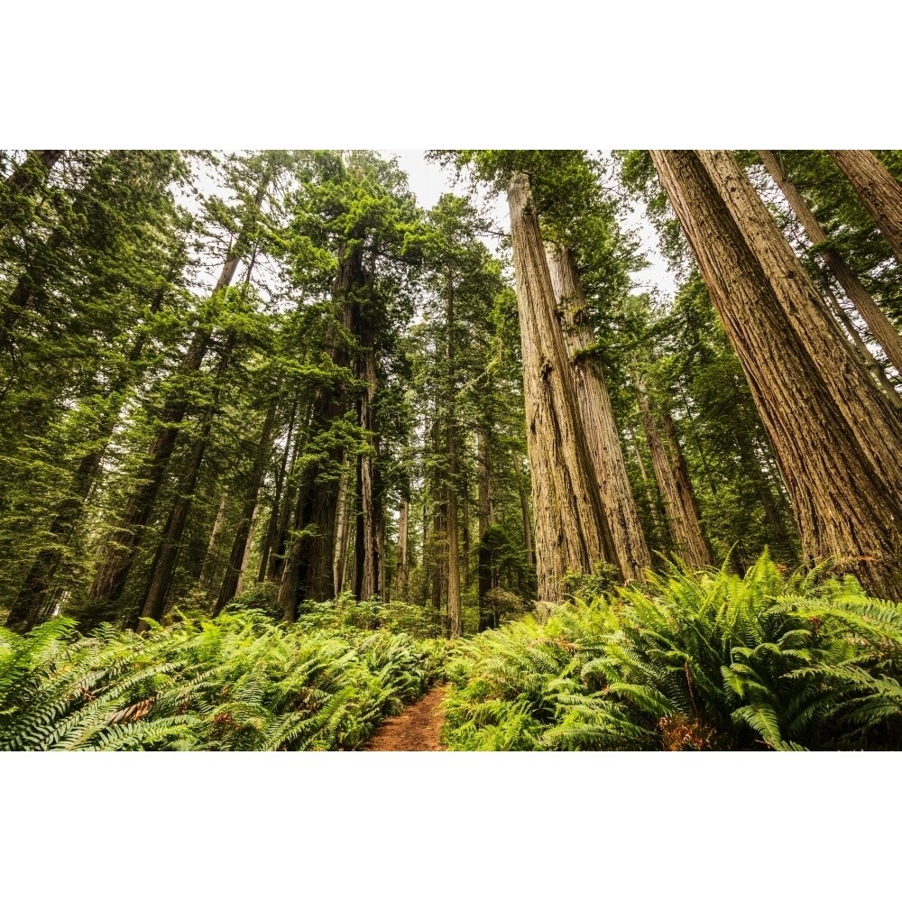 Redwood Trees Lady Bird Jonhson Grove Redwood National And State Parks; California United States Of America Poster Pr