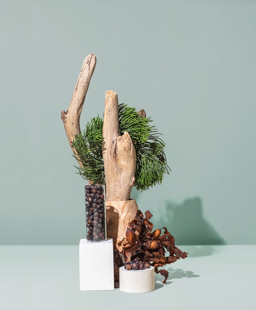 Driftwood &#x26; Juniper | Fragrance Oil for Candles, Soap