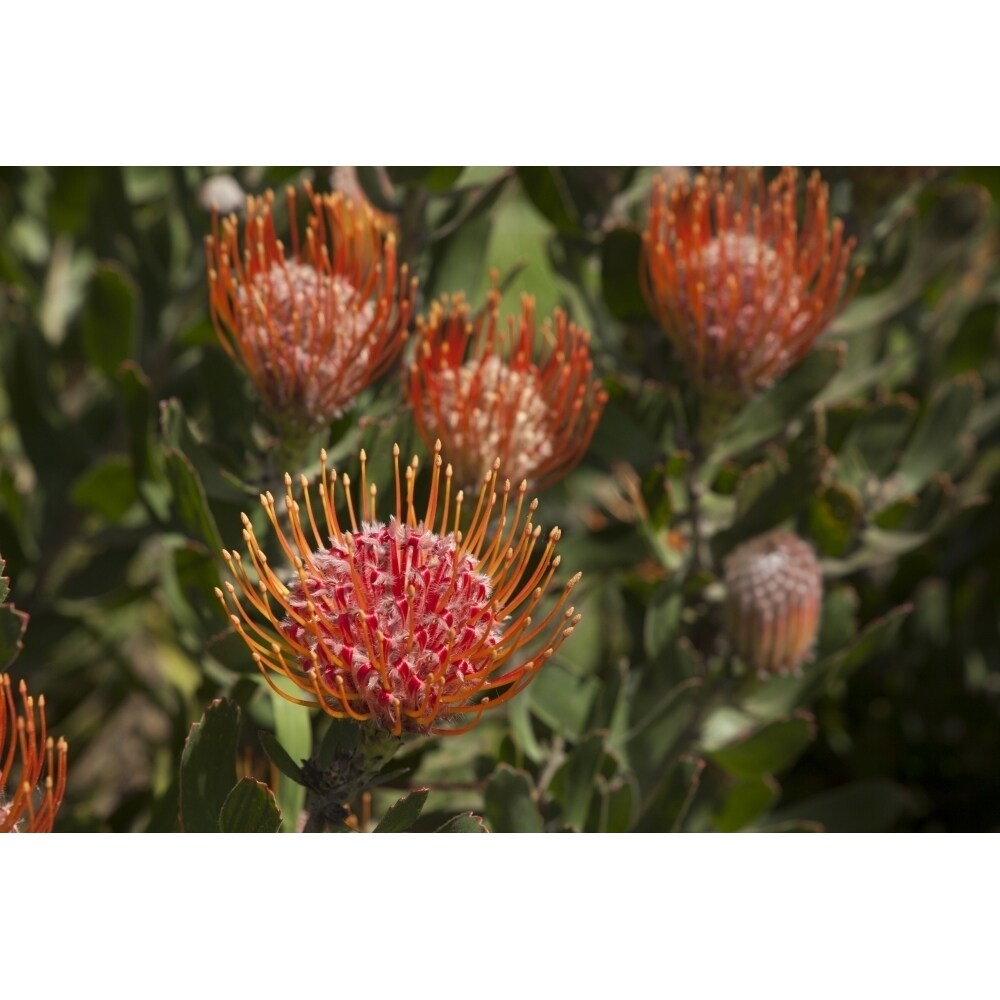 Pincushion Protea Flower; Kula Maui Hawaii United States Of America By Peter French / Design Pics