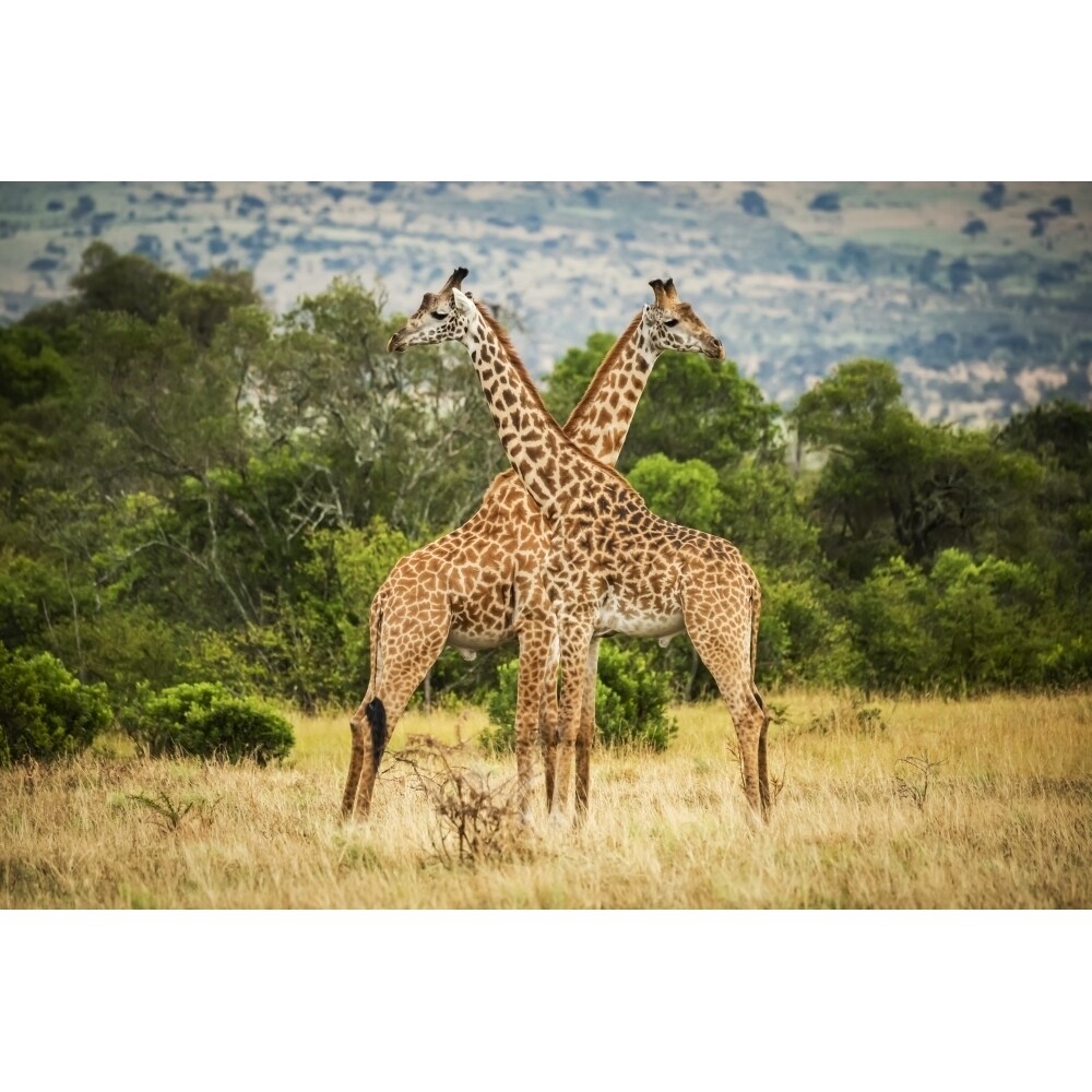 Two Masai Giraffe Crossing Necks By Trees Serengeti; Tanzania By Nick Dale / Design Pics