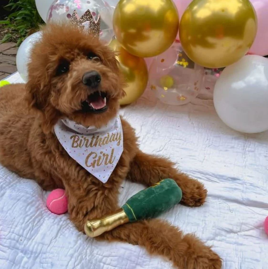 Birthday bandana hot sale for girl dog