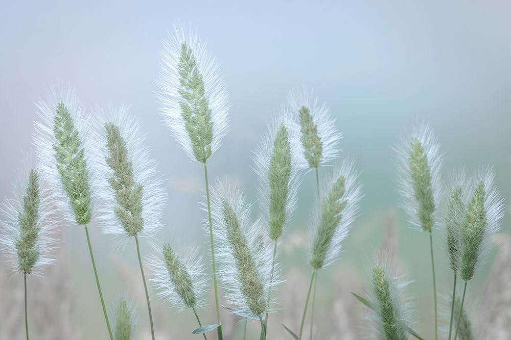 Going to Seed IV Poster Print by Kathy Mahan # PSMHN932