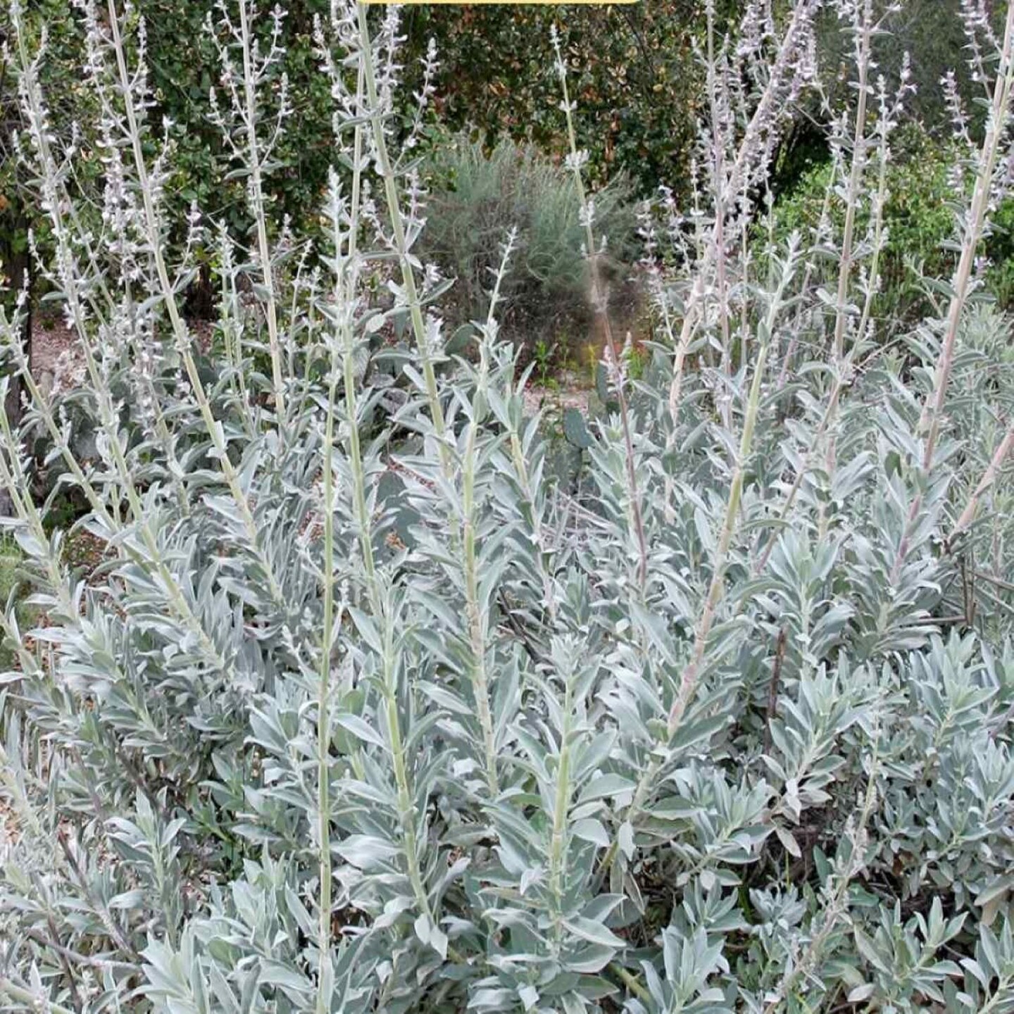 White Sage Fragrance Oil (Our Version of the Brand Name) (1 oz Bottle) for Candle Making, Soap Making, Tart Making, Room Sprays, Lotions, Car Fresheners, Slime, Bath Bombs, Warmers&#x2026;