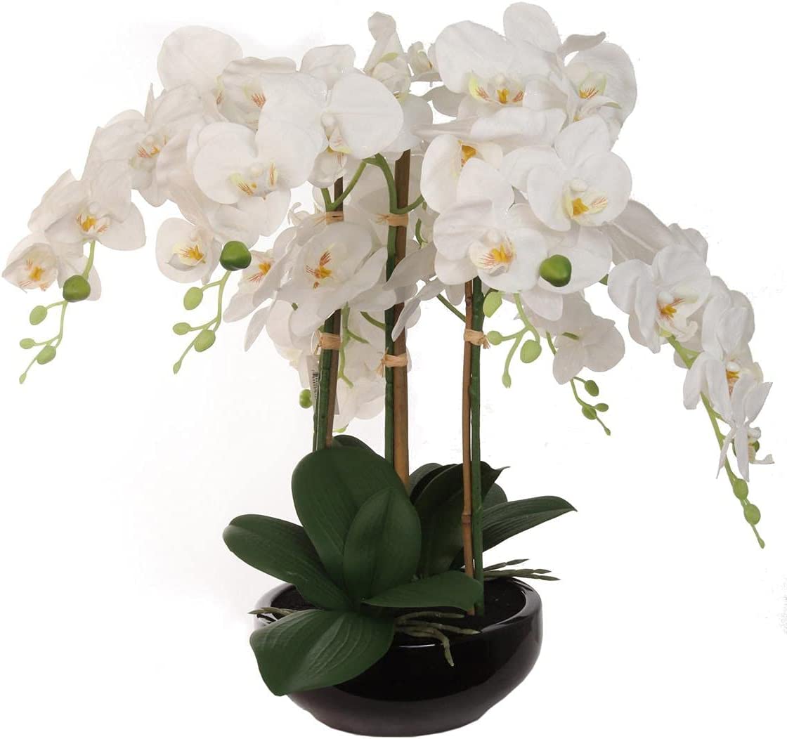 Set of 2: Lifelike White Phalaenopsis Orchid Flowers in Black Ceramic ...