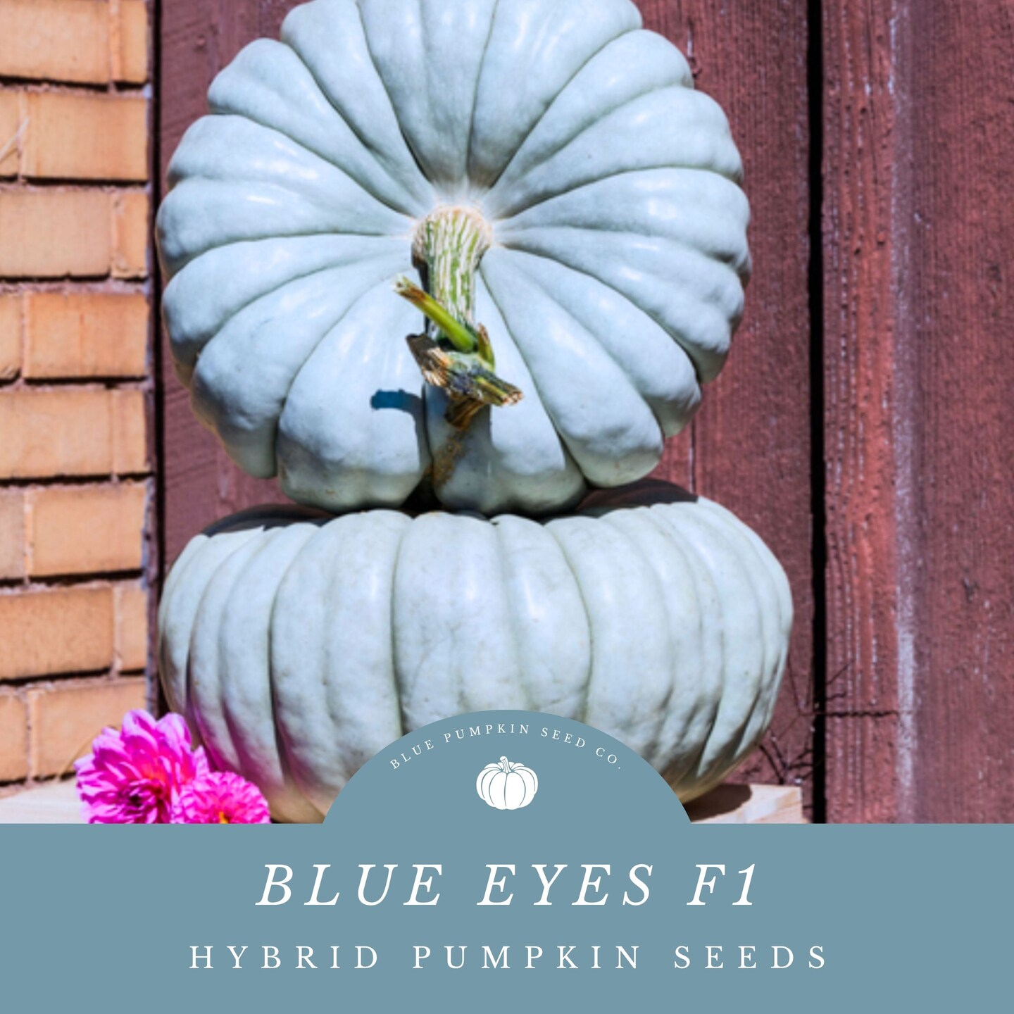 Blue Eyes F1 Pumpkin Seeds – Grow Stunning Blue Stacker