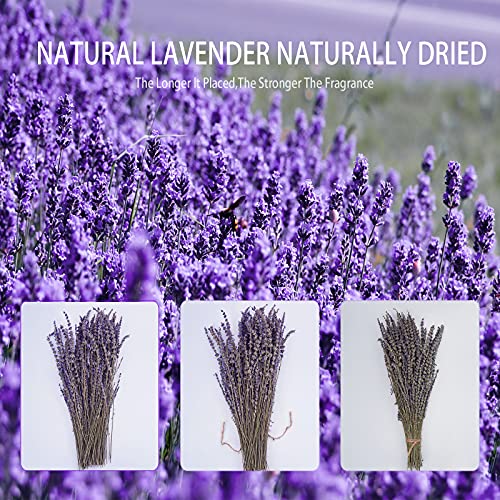 Dried Lavender Bundles, Uieke Natural Dried&#xA0;Lavender&#xA0;Flowers 280-300 Stems 16&#x201C; for Home Weeding Decoration Flower Arrangements Home Fragrance 2 Bundles