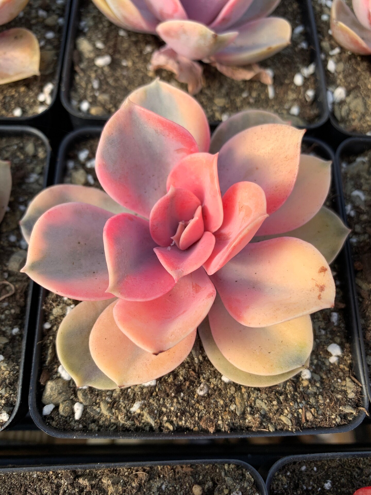 Rare Succulent - Echeveria Rainbow | MakerPlace by Michaels