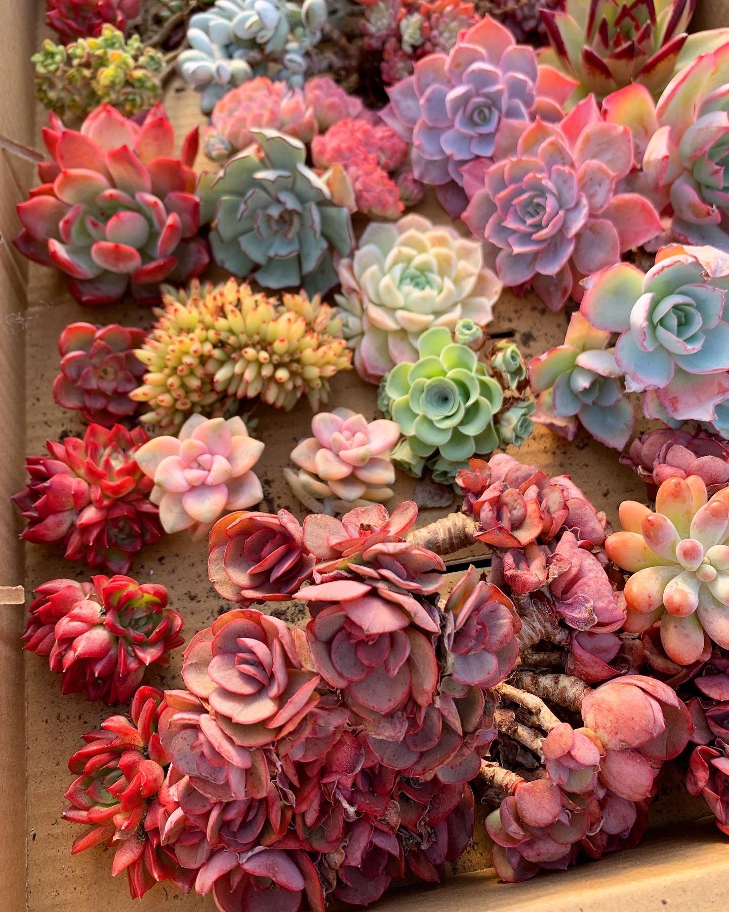 succulents reddit Real Live Succulent Cactus Plant : Echeveria 'sugared' – Succulent Zone