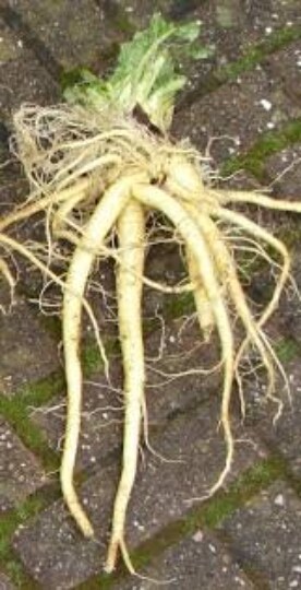 TEASEL ROOT Tincture Organic herbal Tincture product 3