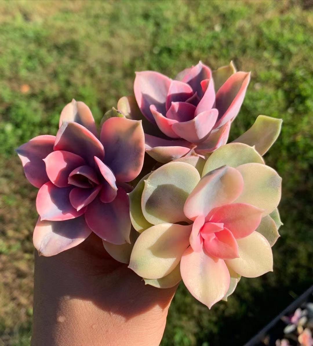 Rare Succulent - Echeveria Rainbow | MakerPlace by Michaels