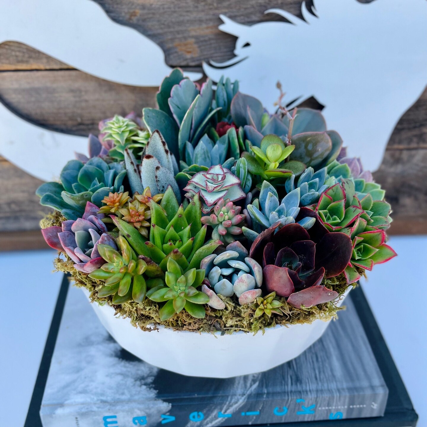 plant self watering spikes GreenShip Self Watering Spikes for Indoor & Outdoor Plants, Automatic –  GreenShip Garden USA main image 0