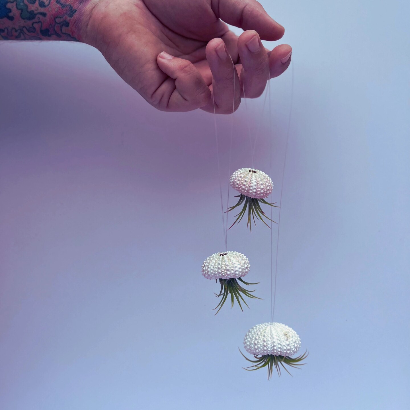 Hanging Urchin Air Plant Jellyfish