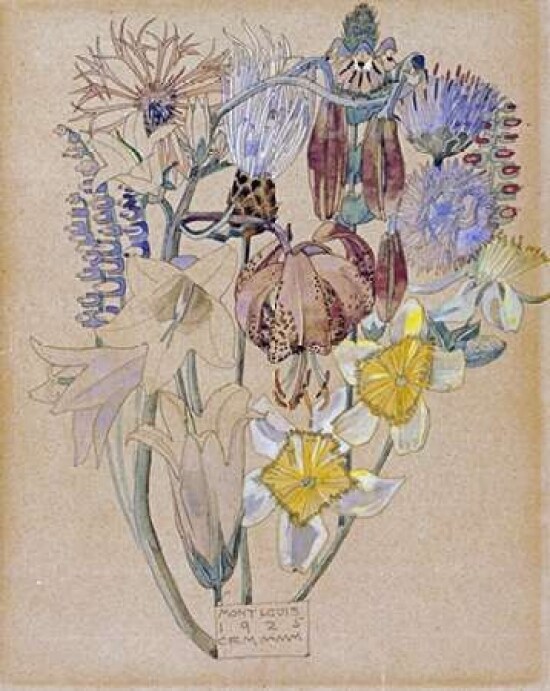 Mont Louis - Flower Study Poster Print by Charles Rennie Mackintosh - Item # VARPDX265131