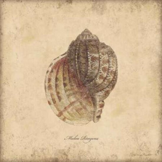 Shells IV Poster Print by Stephanie Marrott - Item # VARPDXSM7743