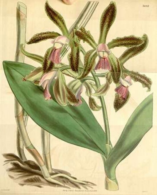 Orchid, Cattleya Guttata Poster Print by William Curtis - Item # VARPDXCO02