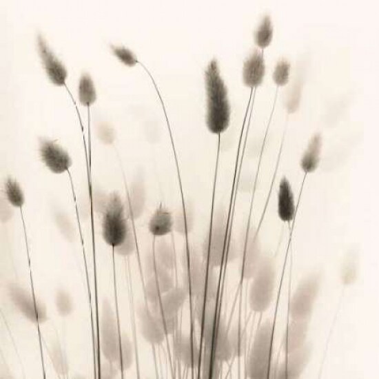 Italian Tall Grass No. 1 Poster Print by Alan Blaustein - Item # VARPDXB1424D
