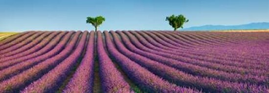 Lavender field, Provence, France Poster Print by  Frank Krahmer - Item # VARPDX4FK3109