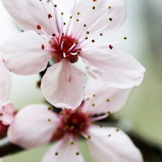 Cherry Flower 2 Poster Print by  PhotoINC Studio - Item # VARPDXP898D