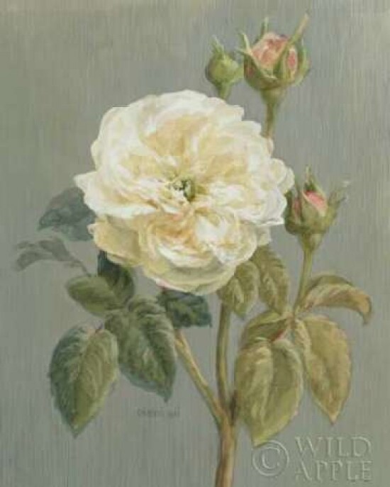 Heirloom White Rose Poster Print by Danhui Nai - Item # VARPDX5579