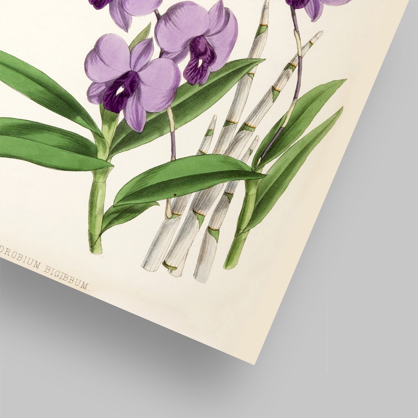 Fitch Orchid Dendrobium Bigibbum by New York Botanical Garden  Poster Art Print - Americanflat