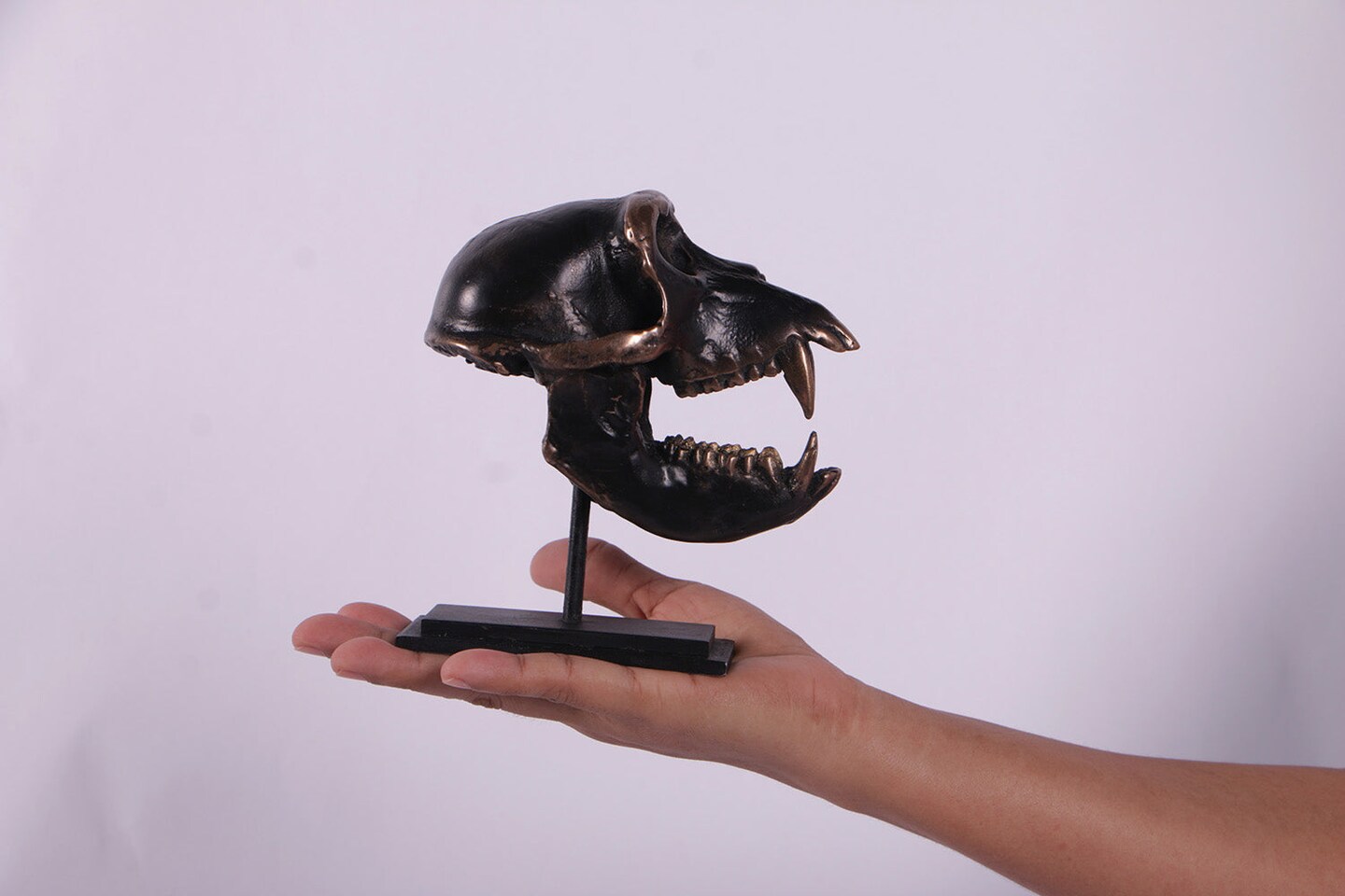 Monkey Macaque Skull Life Size Statue