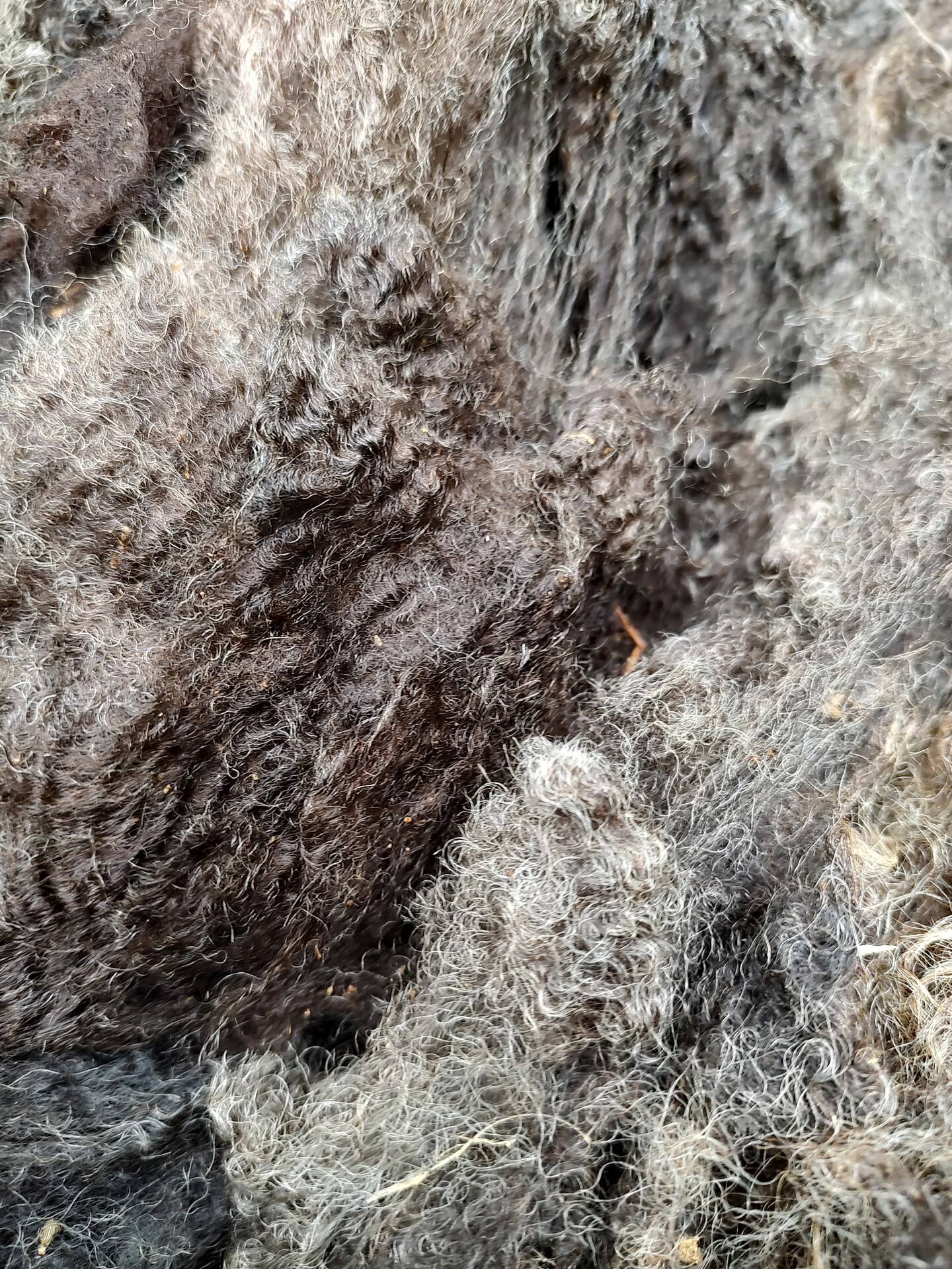 Shetland Raw Fleece, Jasmin