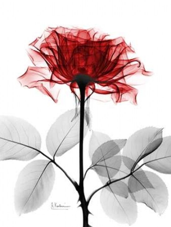 Rose 18 Poster Print by Albert Koetsier - Item # VARPDXAKXRC384C