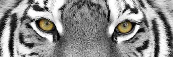 Tiger Poster Print by PhotoINC Studio - Item # VARPDXIN380052