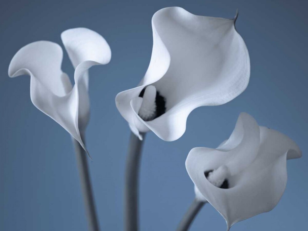Three Calla Lilies Poster Print by Assaf Frank - Item # VARPDXAF20100626275C03