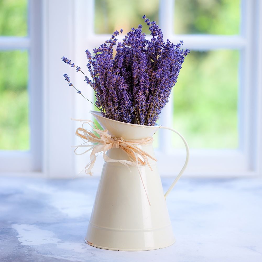 Bunch of lavender in antique jug by the window - Indoors Poster Print by Assaf Frank # AF20131008015