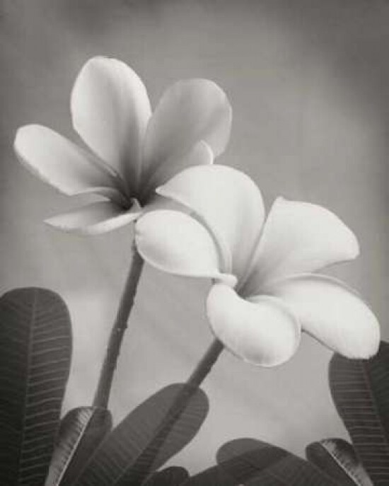 Plumeria II Poster Print by Vitaly Geyman - Item # VARPDXPSVIT211