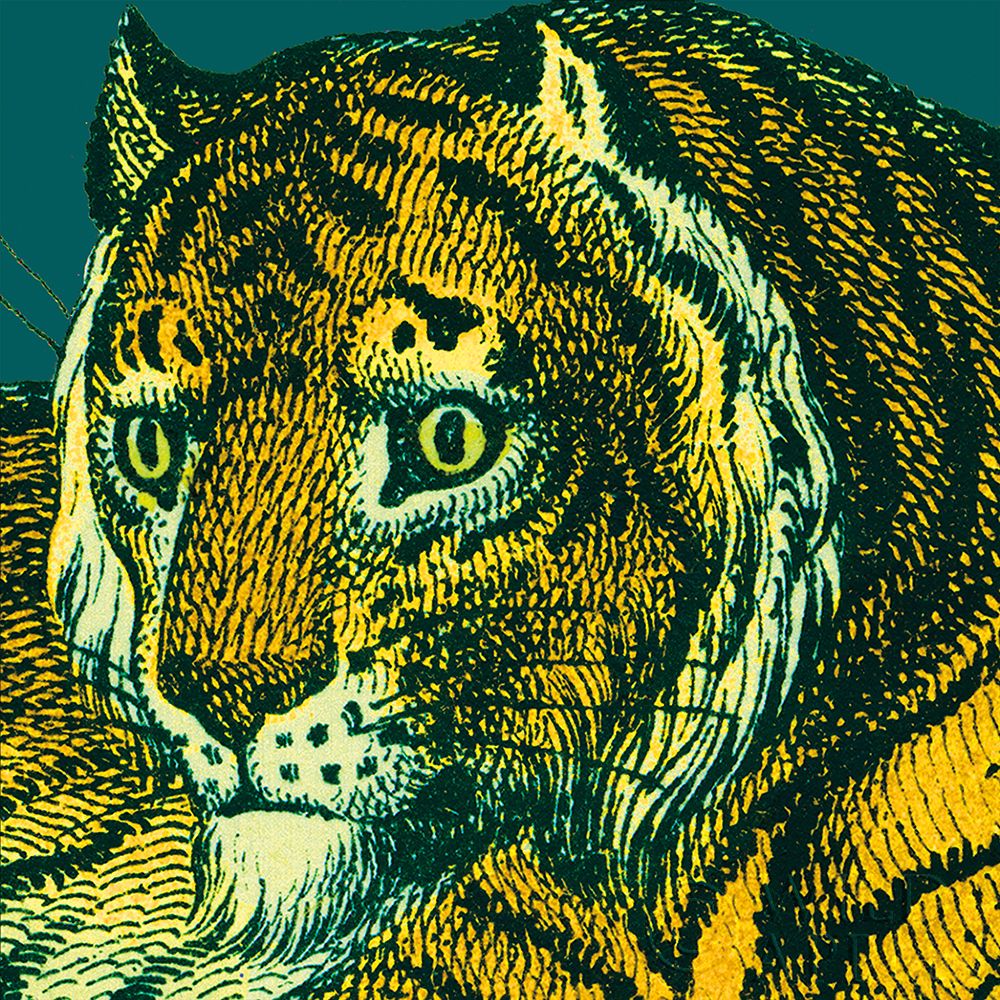 Jungle Flair II Poster Print by Wild Apple Portfolio - Item # VARPDX45402