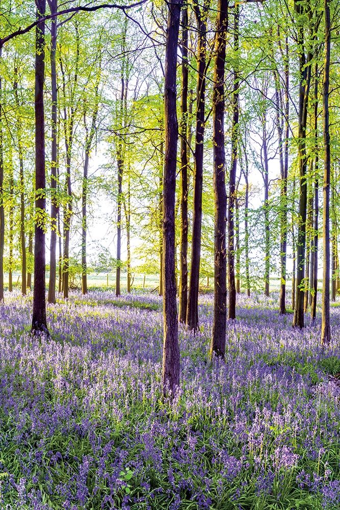 Bluebells And Sunrise Ii Poster Print by Assaf Frank - Item # VARPDX70085