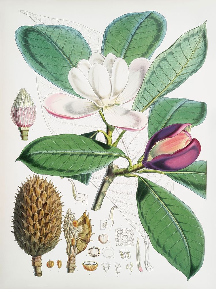 Magnolia Hodgsonii-1855 by Walter Hood Fitch - Item # VARPDX3AA5666
