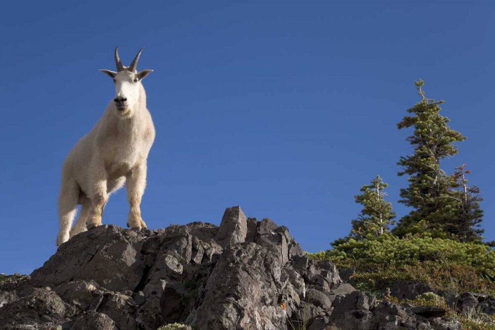 Olympic NP, Klahhane Ridge Male mountain goat by Don Paulson - Item # VARPDXUS48BJA0200