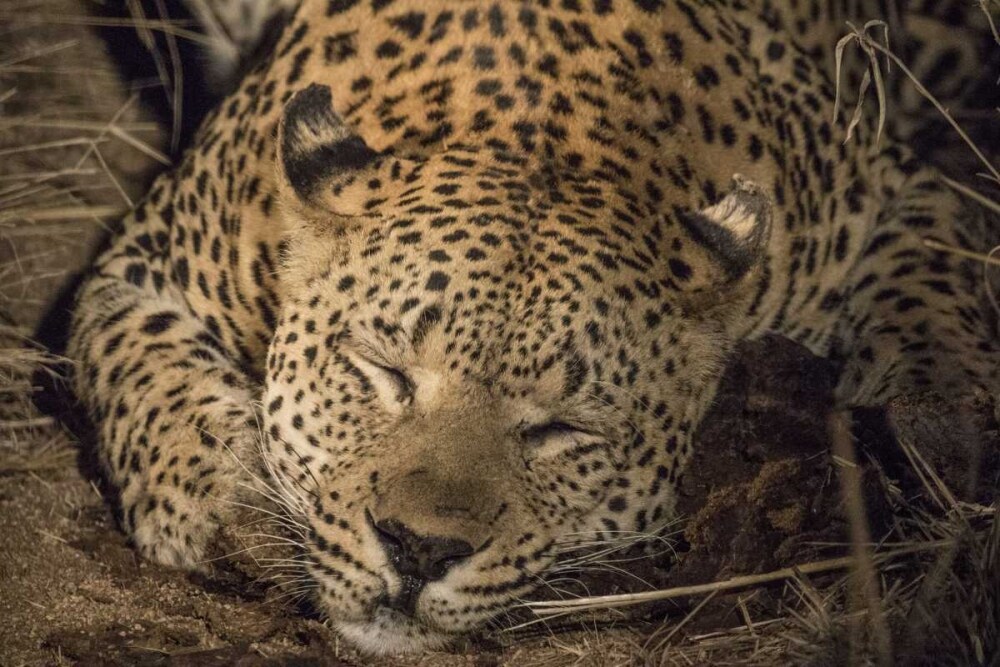 South Africa, Leopard sleeping at night by Jim Zuckerman - Item # VARPDXAF42BJY0078