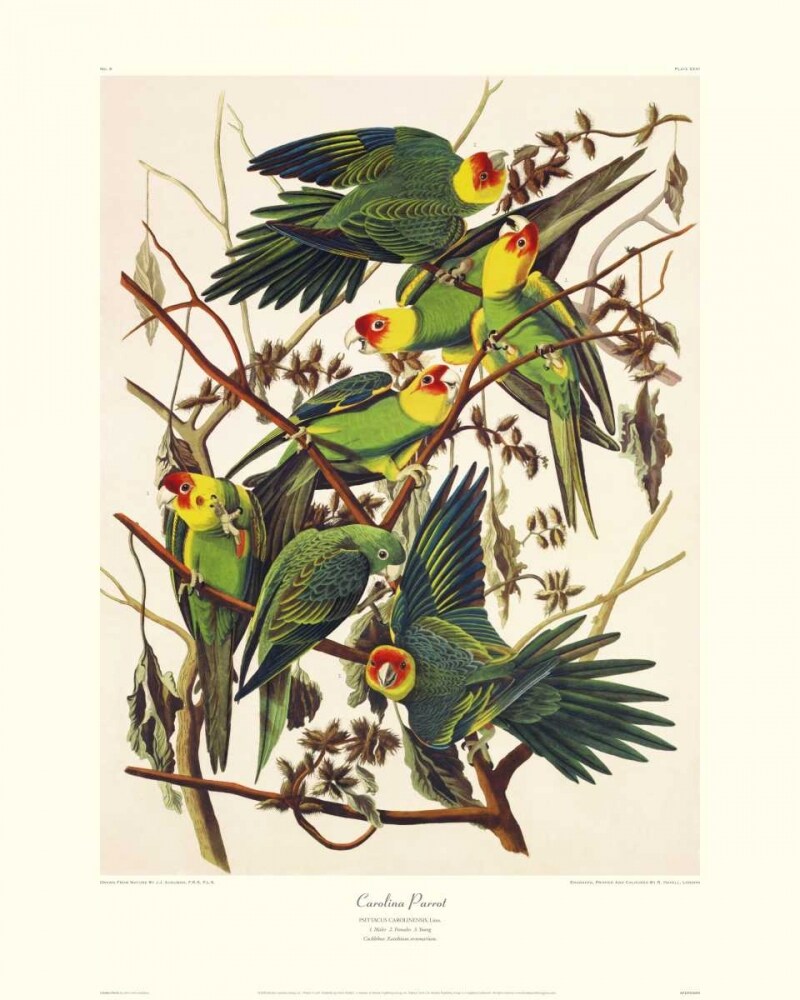 Carolina Parrot Poster Print by John James Audubon - Item # VARPDX132757