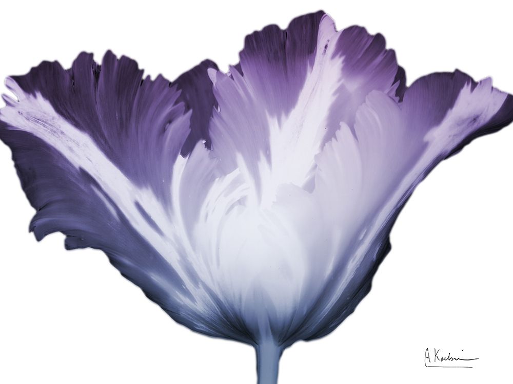 Radiant Blossom 1 Poster Print by Albert Koetsier - Item # VARPDXAK8RC571A