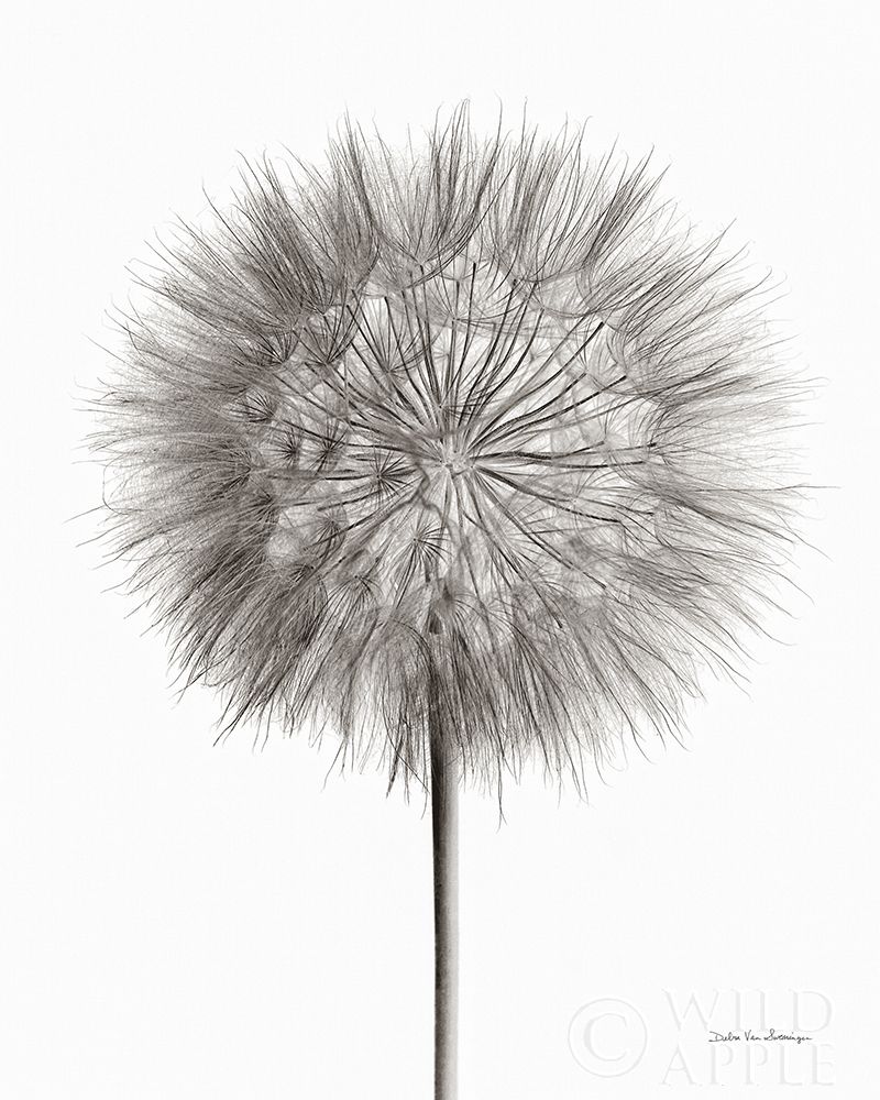 Dandelion Fluff on White Poster Print by Debra Van Swearingen - Item # VARPDX55158