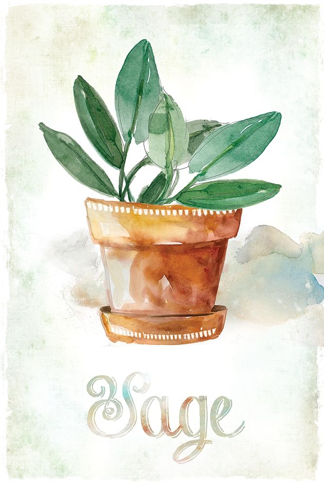 Potted Sage Poster Print by Carol Robinson - Item # VARPDX40228