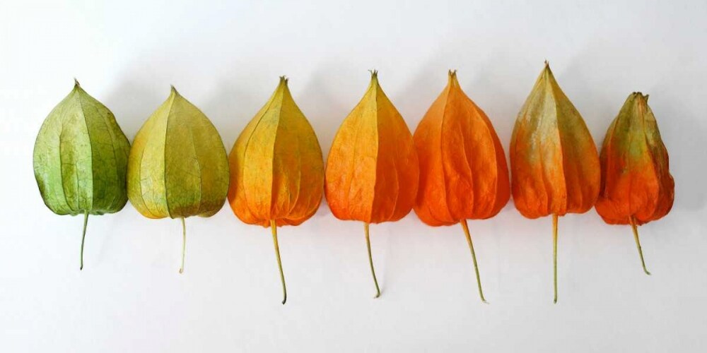 Chinese Lanterns III Poster Print by Daniela Savogne - Item # VARPDXDT015A