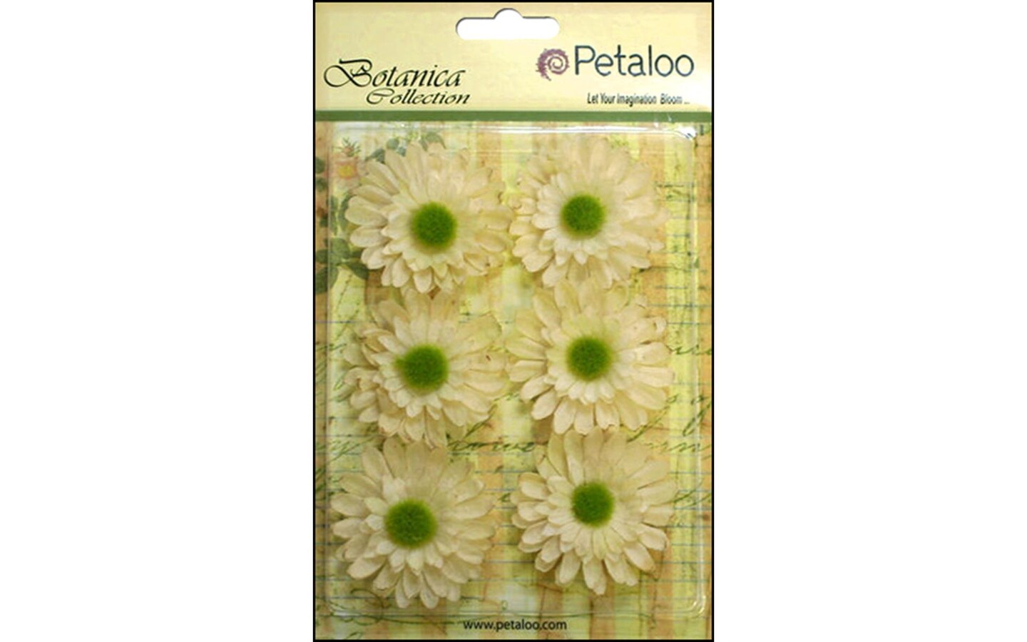 Petaloo Botanica Gerber Daisy Ivory