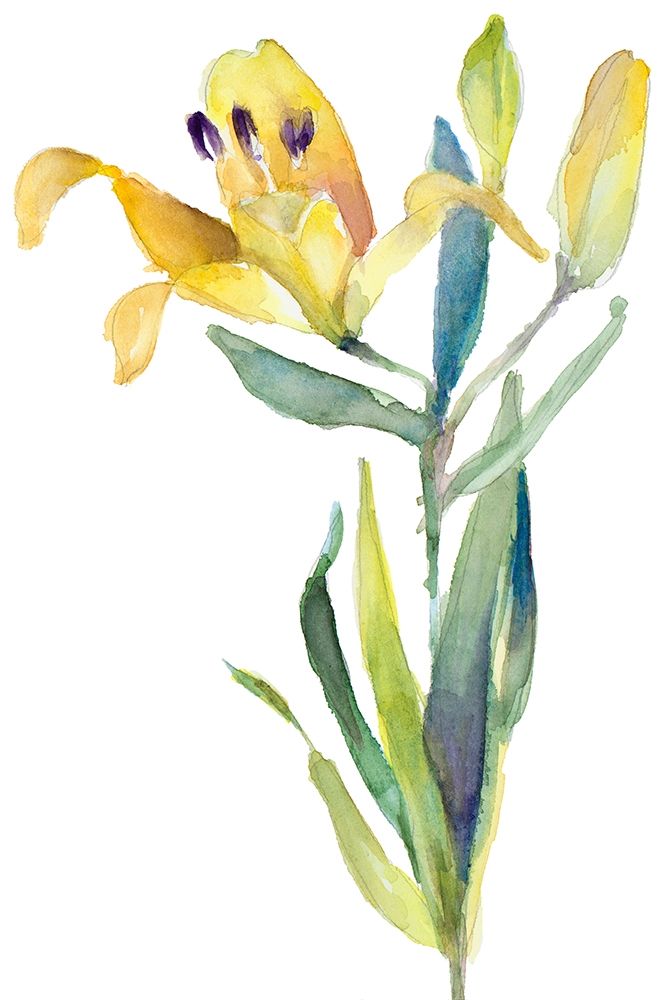 Yellow Lily Poster Print by Lanie Loreth - Item # VARPDX12427