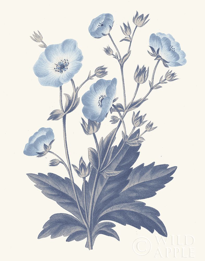 Blue Botanical VI Poster Print by Wild Apple Portfolio - Item # VARPDX42745