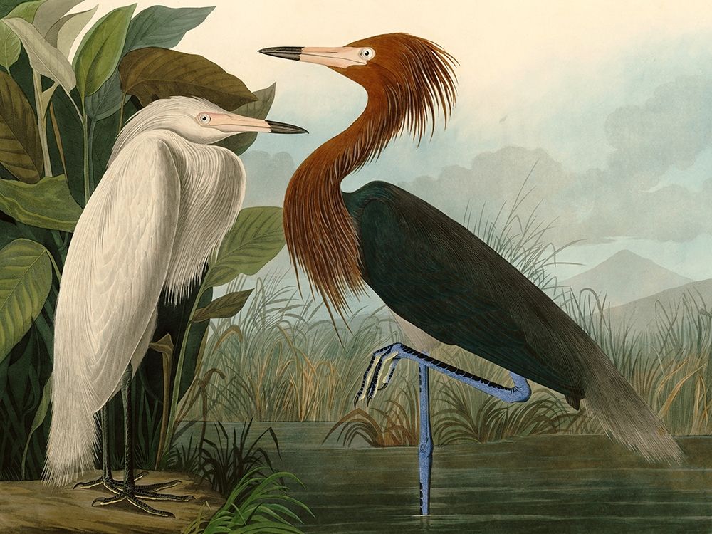 Purple Heron Poster Print by Audubon John James - Item # VARPDX3AA4975