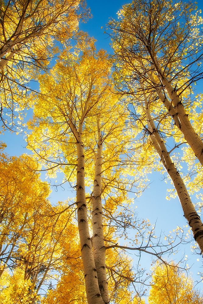 Golden Tree Tops 1 Poster Print by Dianne Poinski - Item # VARPDXQPDRC2701