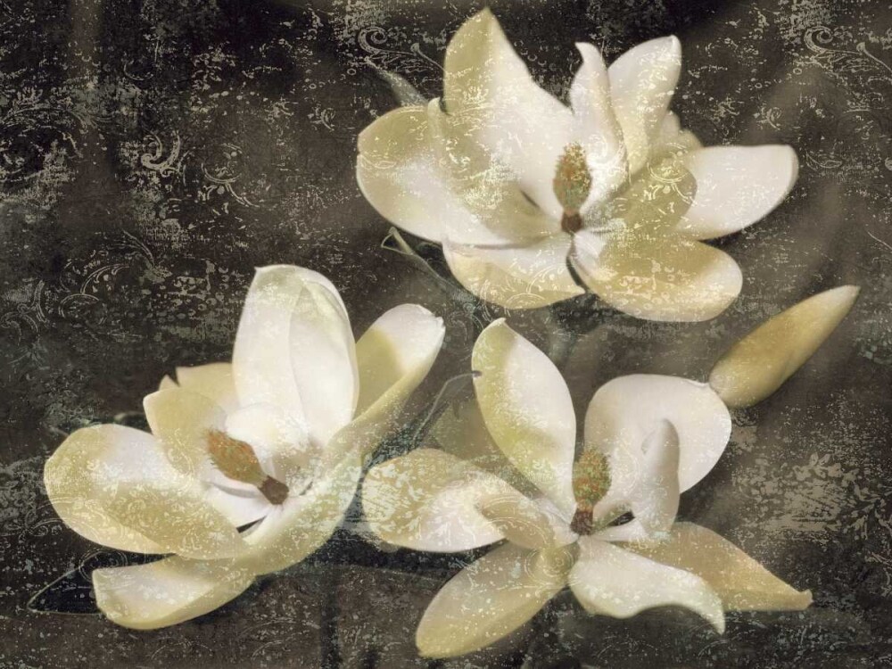 The Magnolia Tree Poster Print by John Seba # IS4618