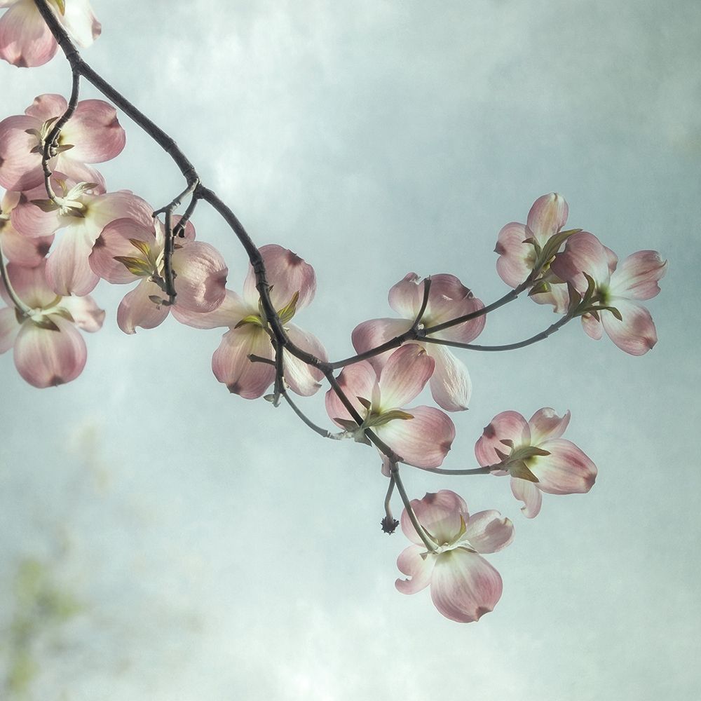 Pale Petals 1 Poster Print by Dianne Poinski - Item # VARPDXQPDSQ9201